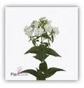 ΦΛΟΞ  ΛΕΥΚΟ ........ PHLOX  WHITECAP